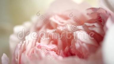 美丽的粉红色牡丹背景。 盛开的牡丹花开，宏观，特写.. 婚礼背景，情人节`概念